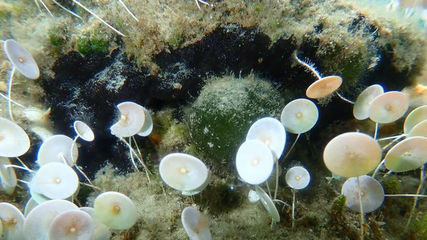Green Marine Algae Sea Ball Codium Bursa Undersea Aegean Sea — Foto de Stock