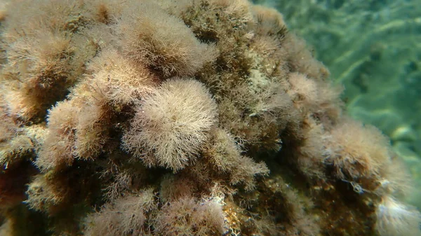 Algas Marinas Hierba Coral Cuentas Delgadas Jania Rubens Bajo Mar — Foto de Stock