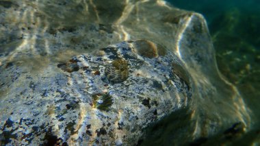Deniz salyangozu türbinat monodont (Phorcus türbinatus) denizaltı, Ege Denizi, Yunanistan, Halkidiki