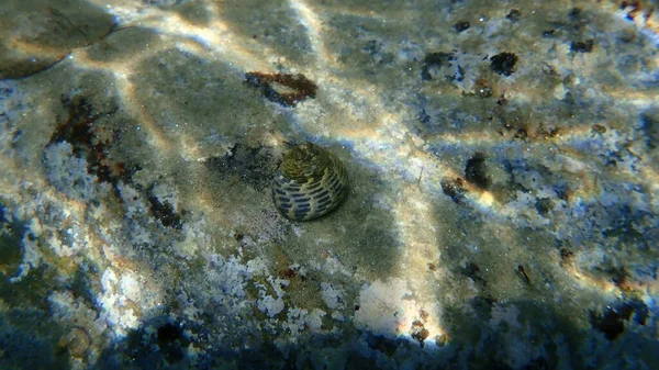 Seashell Sea Snail Turbinate Monodont Phorcus Turbinatus Undersea Aegean Sea — Stock Photo, Image