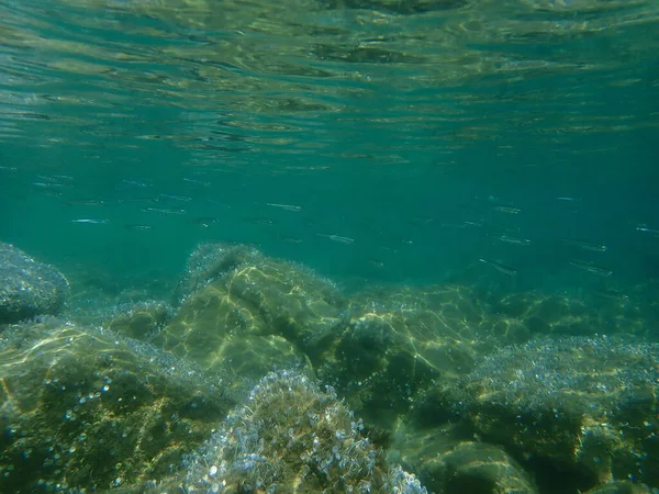 Büyük Ölçekli Kum Erimesi Atherina Boyeri Deniz Altı Ege Denizi — Stok fotoğraf