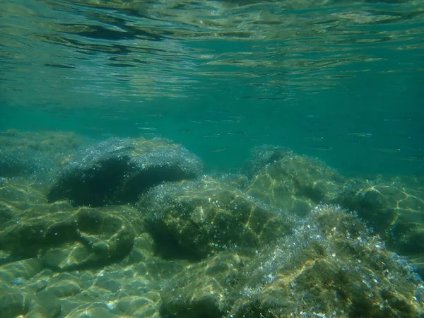 Big Scale Sand Smelt Atherina Boyeri Undersea Aegean Sea Greece — Stock Photo, Image