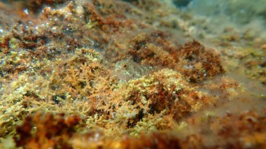 Kızıl-siyah üçyüzgeçli (Tripterygion tripteronotum) denizaltı, Ege Denizi, Yunanistan, Halkidiki