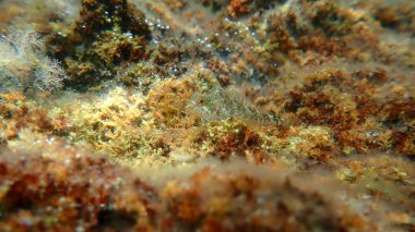 Kızıl-siyah üçyüzgeçli (Tripterygion tripteronotum) denizaltı, Ege Denizi, Yunanistan, Halkidiki