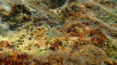 Kızıl-siyah üçyüzgeçli (Tripterygion tripteronotum) denizaltı, Ege Denizi, Yunanistan, Halkidiki