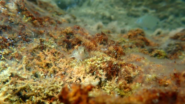 Vörös Fekete Triplefin Tripterygion Tripteronotum Tenger Alatt Égei Tenger Görögország — Stock Fotó