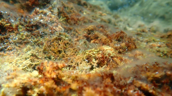 Rotschwarze Tripleflosse Tripterygion Tripteronotum Unter Wasser Ägäis Griechenland Chalkidiki — Stockfoto