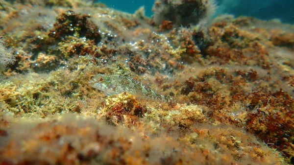 Triplefin Vermelho Preto Tripterygion Tripteronotum Submarino Mar Egeu Grécia Halkidiki — Fotografia de Stock