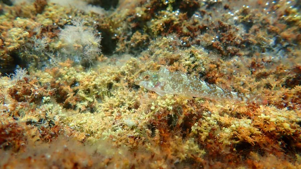 Triplefin Czerwono Czarny Tripterygion Tripteronotum Podmorski Morze Egejskie Grecja Halkidiki — Zdjęcie stockowe