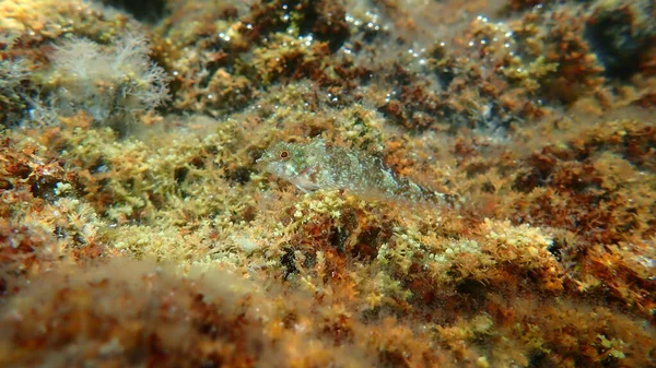 紅黒三畳紀 Tripterygion Triteronotum エーゲ海 ギリシャ ハルキディキ — ストック写真
