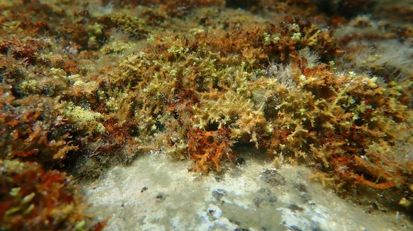 Brunalger Cystoseira Amentacea Undersea Egeiska Havet Grekland Halkidiki — Stockfoto