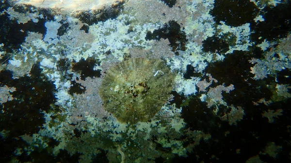 Akdeniz limpeti (Patella caerulea) deniz altı, Ege Denizi, Yunanistan, Halkidiki