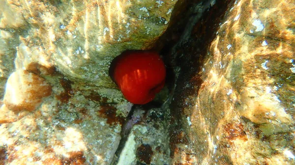 Closed Plum Anemone Beadlet Anemone Red Sea Anemone Actinia Equina — Stock Photo, Image