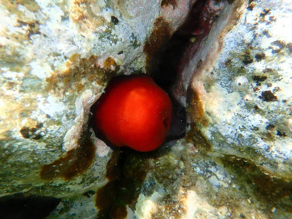 Closed Plum Anemone Beadlet Anemone Red Sea Anemone Actinia Equina — Stock Photo, Image