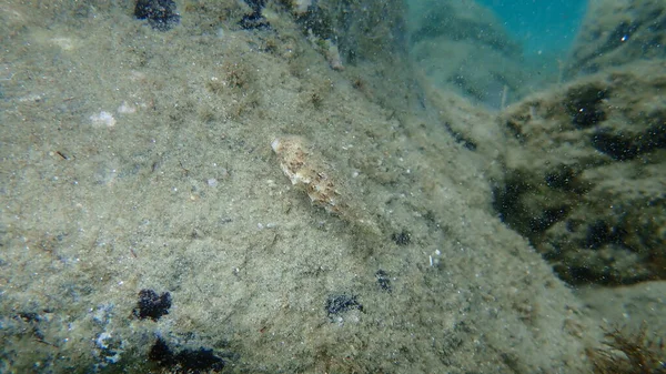 Sea Snail Common Cerith European Cerith Cerithium Vulgatum Undersea Aegean — Stock Photo, Image