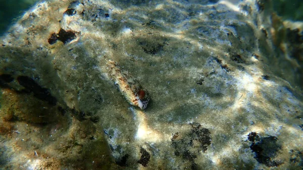 Морская Улитка Common Cerith European Cerith Cerithium Vulgatum Водой Эгейское — стоковое фото