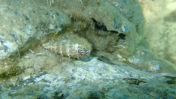 Sea Snail Common Cerith European Cerith Cerithium Vulgatum Undersea Aegean — Stock Photo, Image