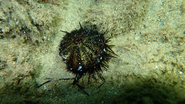 Dead Purple Sea Urchin Paracentrotus Lividus Undersea Eegean Sea Greece — стокове фото