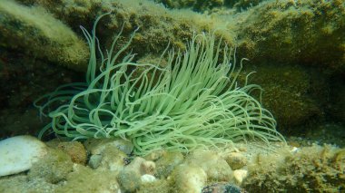 Snakelocks anemonu (Anemonia viridis) deniz altı, Ege Denizi, Yunanistan, Halkidiki