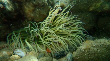 Snakelocks anemonu (Anemonia viridis) deniz altı, Ege Denizi, Yunanistan, Halkidiki