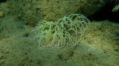 Snakelocks anemonu (Anemonia viridis) deniz altı, Ege Denizi, Yunanistan, Halkidiki