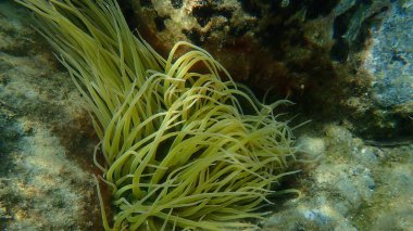 Snakelocks anemonu (Anemonia viridis) deniz altı, Ege Denizi, Yunanistan, Halkidiki
