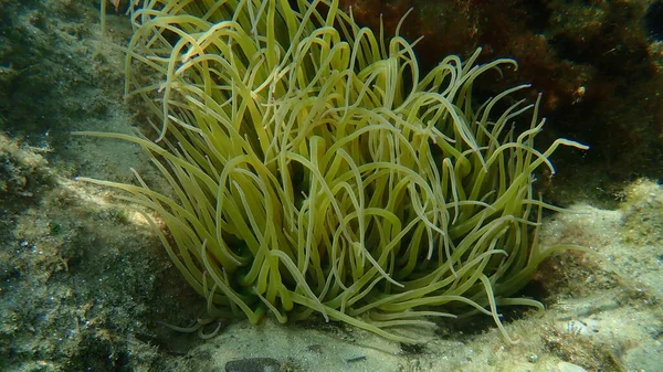 Schlangenanemone Oder Opelanemone Anemonia Viridis Unterwasser Ägäis Griechenland Chalkidiki — Stockfoto