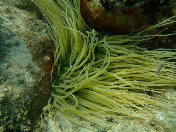 Snakelocks anemonu (Anemonia viridis) deniz altı, Ege Denizi, Yunanistan, Halkidiki
