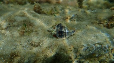 Deniz salyangozu trunculus murex veya bant murex, bagaj murex, bantlı boya-murex (Hexaplex trunculus) deniz altı, Ege Denizi, Yunanistan, Halkidiki