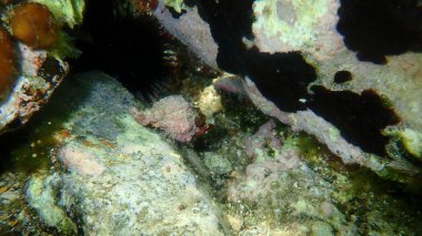 Deniz salyangozu trunculus murex veya bant murex, bagaj murex, bantlı boya-murex (Hexaplex trunculus) deniz altı, Ege Denizi, Yunanistan, Halkidiki