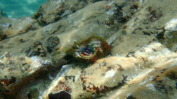 Deniz salyangozu trunculus murex veya bant murex, bagaj murex, bantlı boya-murex (Hexaplex trunculus) deniz altı, Ege Denizi, Yunanistan, Halkidiki
