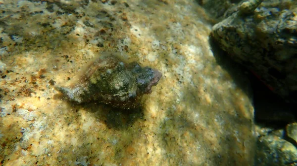 Deniz salyangozu trunculus murex veya bant murex, bagaj murex, bantlı boya-murex (Hexaplex trunculus) deniz altı, Ege Denizi, Yunanistan, Halkidiki