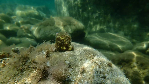 Deniz salyangozu trunculus murex veya bant murex, bagaj murex, bantlı boya-murex (Hexaplex trunculus) deniz altı, Ege Denizi, Yunanistan, Halkidiki