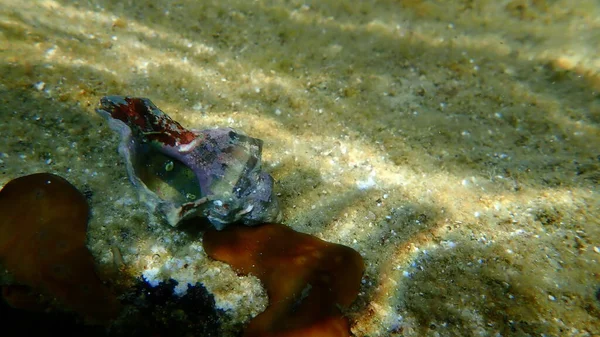 Sea snail trunculus murex or banded murex, trunk murex, banded dye-murex (Hexaplex trunculus) undersea, Aegean Sea, Greece, Halkidiki