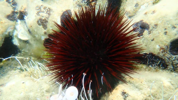 紅ウニ 黒ウニまたは黒ウニ Paracentrotus Lividus エーゲ海 ギリシャ ハルキディキ — ストック写真