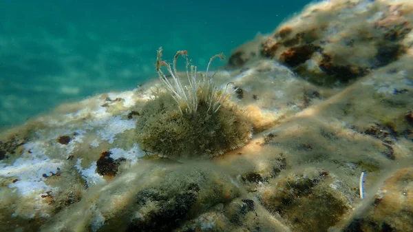 Molusco Gastrópode Marinho Limpete Mediterrânico Limpe Mediterrânico Raiado Patella Caerulea — Fotografia de Stock