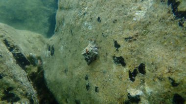 Deniz salyangozu trunculus murex veya bant murex, bagaj murex, bantlı boya-murex (Hexaplex trunculus) deniz altı, Ege Denizi, Yunanistan, Halkidiki