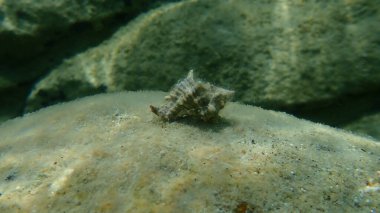 Deniz salyangozu trunculus murex veya bant murex, bagaj murex, bantlı boya-murex (Hexaplex trunculus) deniz altı, Ege Denizi, Yunanistan, Halkidiki