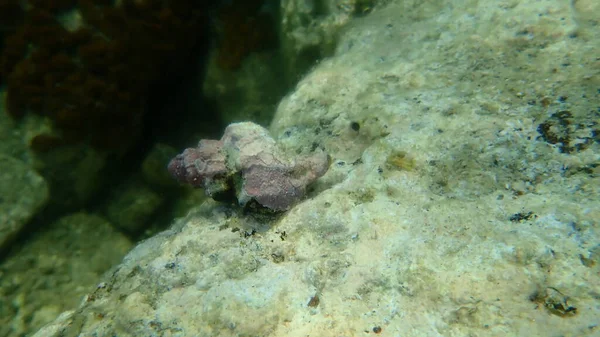 Deniz salyangozu trunculus murex veya bant murex, bagaj murex, bantlı boya-murex (Hexaplex trunculus) deniz altı, Ege Denizi, Yunanistan, Halkidiki