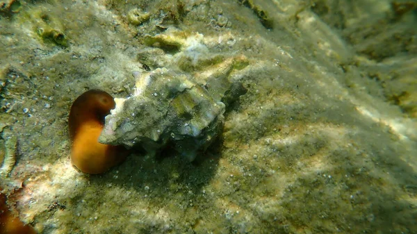 Sea Snail Trunculus Murex Banded Murex Trunk Murex Banded Dye — Stock Photo, Image