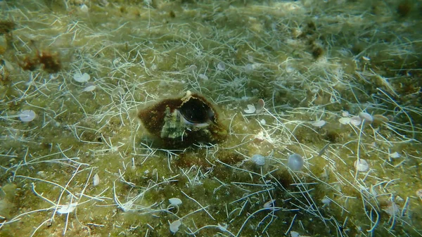 Siput Laut Trunculus Murex Atau Banded Murex Trunk Murex Banded — Stok Foto