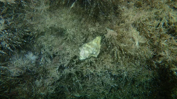 Deniz salyangozu trunculus murex veya bant murex, bagaj murex, bantlı boya-murex (Hexaplex trunculus) deniz altı, Ege Denizi, Yunanistan, Halkidiki