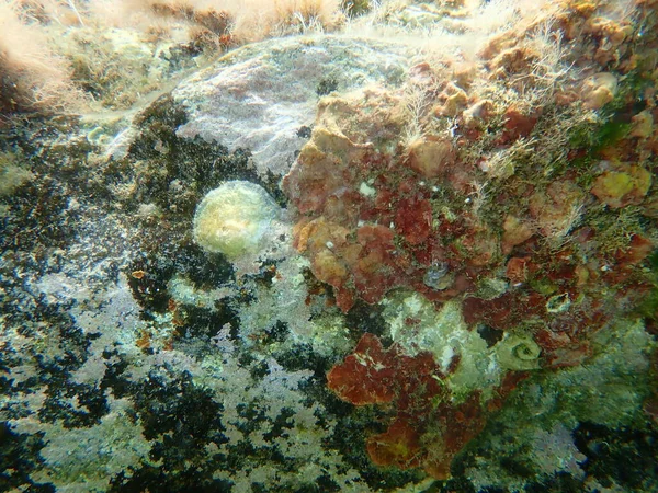 Двустворчатая Моллюска Европейская Устрица Европейская Скорлупа Джинглов Anomia Ephippium Красные — стоковое фото