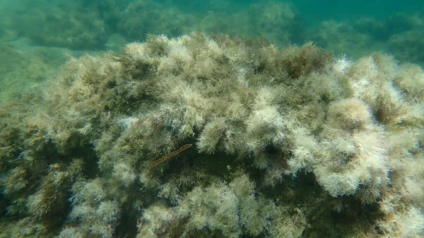 Deniz yosunları narin mercan otları (Jania rubens) deniz altı, Ege Denizi, Yunanistan, Halkidiki