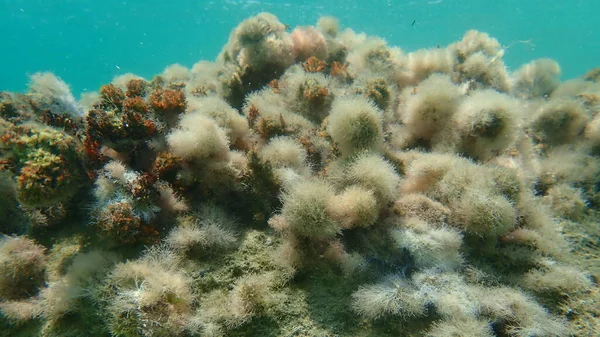 Deniz yosunları narin mercan otları (Jania rubens) deniz altı, Ege Denizi, Yunanistan, Halkidiki