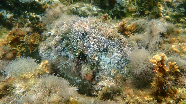 海藻類エリソランディア延伸型海底 エーゲ海 ギリシャ ハルキディキ — ストック写真