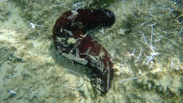 海底的各种海参 Holothuria Sanctori 爱琴海 Halkidiki — 图库照片