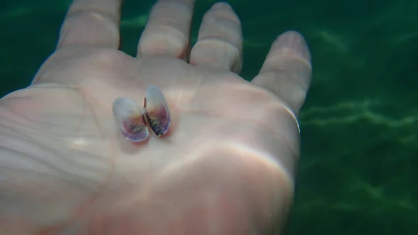 Seashell Bivalve Mollusc Donax Variegatus Hand Subver Aegean Sea Greece — Foto Stock