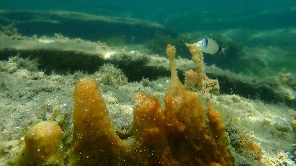 Caroço Cianobactérias Anteriormente Chamado Algas Verde Azuladas Cyanophyta Subaquático Mar — Fotografia de Stock