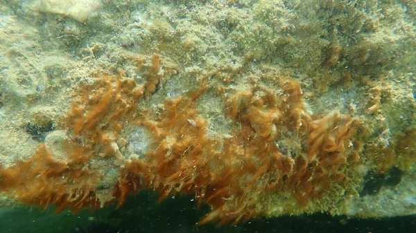 Klumpen Von Cyanobakterien Früher Blaualgen Cyanophyta Genannt Unterwasser Ägäis Griechenland — Stockfoto